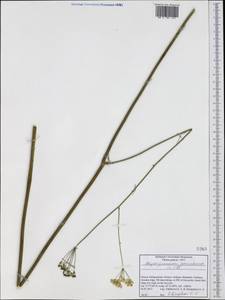Physospermum cornubiense (L.) DC., Western Europe (EUR) (Greece)
