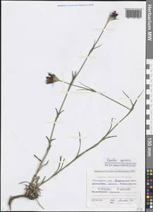 Dianthus capitatus J. St.-Hil., Caucasus, Black Sea Shore (from Novorossiysk to Adler) (K3) (Russia)