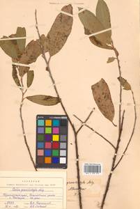 Salix gracilistyla Miq., Siberia, Russian Far East (S6) (Russia)