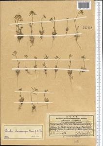 Draba stenocarpa Hook. fil. & Thomson, Middle Asia, Pamir & Pamiro-Alai (M2) (Tajikistan)