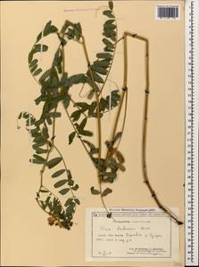 Vicia balansae Boiss., Caucasus, Georgia (K4) (Georgia)