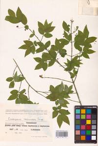 Euonymus verrucosus Scop., Eastern Europe, Lower Volga region (E9) (Russia)