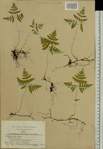 Gymnocarpium dryopteris (L.) Newman, Eastern Europe, Central region (E4) (Russia)