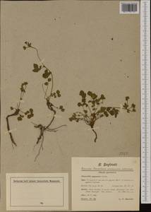 Drymocallis rupestris (L.) Soják, Western Europe (EUR) (Italy)