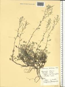 Artemisia hololeuca M. Bieb. ex Besser, Eastern Europe, North Ukrainian region (E11) (Ukraine)