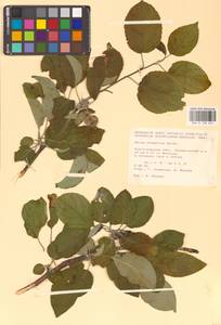 Malus domestica (Suckow) Borkh., Eastern Europe, Lower Volga region (E9) (Russia)