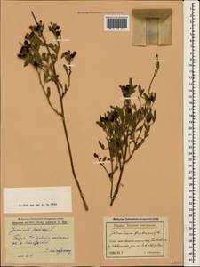 Chrysojasminum fruticans (L.) Banfi, Crimea (KRYM) (Russia)