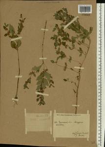 Mentha arvensis L., Eastern Europe, Eastern region (E10) (Russia)