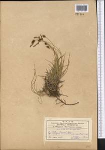 Carex turkestanica Regel, Middle Asia, Western Tian Shan & Karatau (M3) (Uzbekistan)