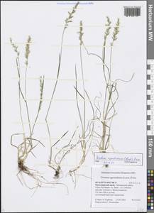 Koeleria subalpestris (Hartm.) Barberá, Quintanar, Soreng & P.M.Peterson, Siberia, Central Siberia (S3) (Russia)