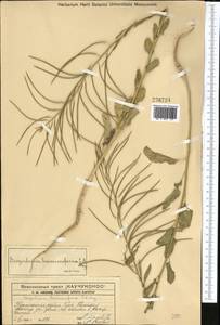 Sisymbrium brassiciforme C.A. Mey., Middle Asia, Western Tian Shan & Karatau (M3) (Kazakhstan)