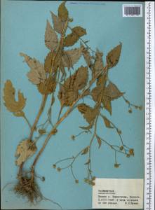 Myriactis wallichii Less., Middle Asia, Pamir & Pamiro-Alai (M2) (Tajikistan)