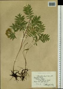 Tanacetum vulgare subsp. vulgare, Siberia, Chukotka & Kamchatka (S7) (Russia)