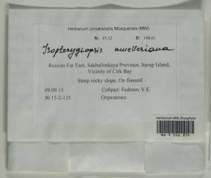 Isopterygiopsis catagonioides (Broth.) Ignatov & Ignatova, Bryophytes, Bryophytes - Russian Far East (excl. Chukotka & Kamchatka) (B20) (Russia)