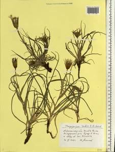 Tragopogon ruber S. G. Gmel., Eastern Europe, Lower Volga region (E9) (Russia)