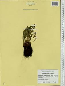 Woodsia ilvensis (L.) R. Br., Siberia, Russian Far East (S6) (Russia)