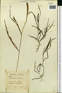 Potamogeton compressus L., Eastern Europe, Central forest-and-steppe region (E6) (Russia)