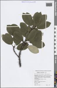 Populus suaveolens Fisch., Siberia, Baikal & Transbaikal region (S4) (Russia)