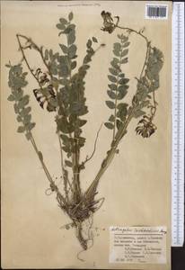 Astragalus taschkendicus Bunge, Middle Asia, Pamir & Pamiro-Alai (M2) (Tajikistan)