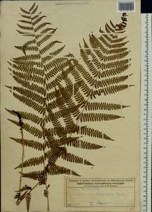 Athyrium filix-femina (L.) Roth, Eastern Europe, Volga-Kama region (E7) (Russia)