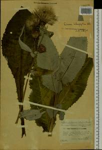Cirsium × helenioides (L.) Hill, Siberia, Baikal & Transbaikal region (S4) (Russia)