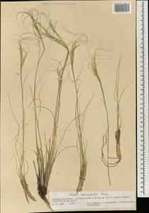 Stipa orientalis Trin., Mongolia (MONG) (Mongolia)