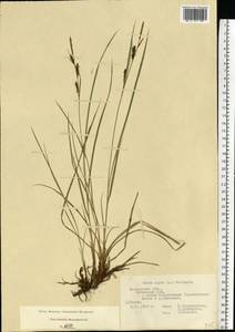 Carex nigra (L.) Reichard, Eastern Europe, Moscow region (E4a) (Russia)