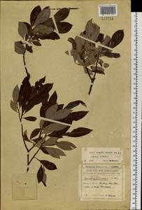 Salix udensis (Wimm.) Trautv. & C. A. Mey., Siberia, Russian Far East (S6) (Russia)