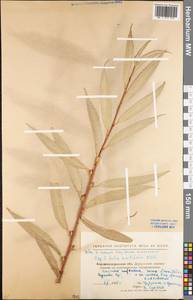 Salix acutifolia Willd., Eastern Europe, North Ukrainian region (E11) (Ukraine)