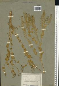Lepidium perfoliatum L., Eastern Europe, Lower Volga region (E9) (Russia)