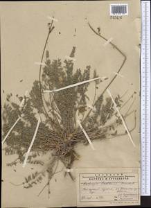 Oxytropis tachtensis Franch., Middle Asia, Pamir & Pamiro-Alai (M2) (Tajikistan)