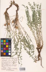 Astragalus buchtormensis Pall., Eastern Europe, Lower Volga region (E9) (Russia)