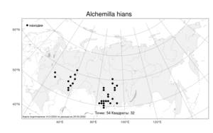 Alchemilla hians Juz., Atlas of the Russian Flora (FLORUS) (Russia)