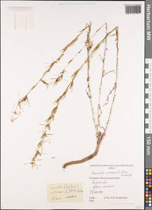 Lactuca viminea subsp. viminea, Caucasus, Georgia (K4) (Georgia)