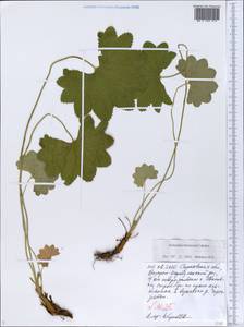 Alchemilla mininzonii Czkalov, Eastern Europe, Lower Volga region (E9) (Russia)