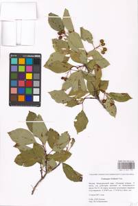Crataegus rivularis Nutt. ex Torr. & A. Gray, Eastern Europe, Moscow region (E4a) (Russia)