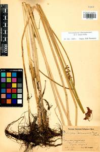 Schoenoplectus tabernaemontani (C.C.Gmel.) Palla, Siberia, Baikal & Transbaikal region (S4) (Russia)