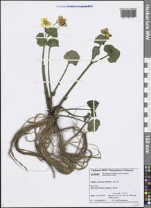 Caltha palustris var. sibirica Regel, Siberia, Central Siberia (S3) (Russia)