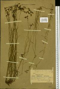 Campanula langsdorffiana (A.DC.) Fisch. ex Trautv. & C.A.Mey., Siberia, Yakutia (S5) (Russia)