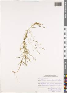 Thesium procumbens C. A. Mey., Caucasus, North Ossetia, Ingushetia & Chechnya (K1c) (Russia)