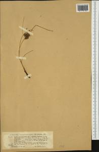 Carex extensa Gooden., Western Europe (EUR) (United Kingdom)