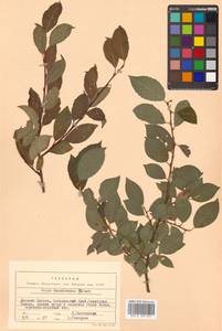 Salix taraikensis Kimura, Siberia, Russian Far East (S6) (Russia)