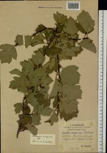 Crataegus sanguinea Pall., Eastern Europe, Middle Volga region (E8) (Russia)