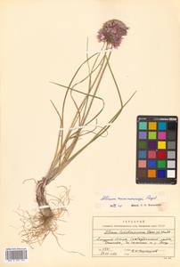 Allium maximowiczii Regel, Siberia, Russian Far East (S6) (Russia)