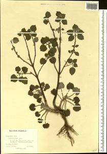 Marrubium vulgare L., Eastern Europe, North-Western region (E2) (Russia)