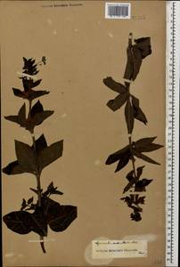 Lysimachia verticillaris Spreng., Caucasus (no precise locality) (K0)