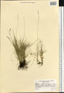 Festuca vivipara (L.) Sm., Siberia, Central Siberia (S3) (Russia)