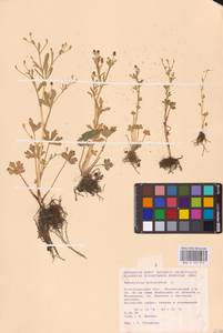 Ranunculus sceleratus L., Eastern Europe, Lower Volga region (E9) (Russia)
