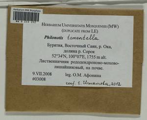 Philonotis tomentella Molendo, Bryophytes, Bryophytes - Baikal & Transbaikal regions (B18) (Russia)