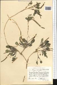Leiospora subscapigera (Botsch. & Vved.) Botsch. & Pachom., Middle Asia, Western Tian Shan & Karatau (M3) (Uzbekistan)